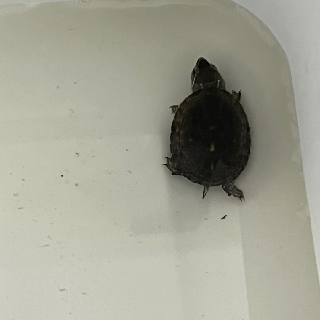 卤水肠仔