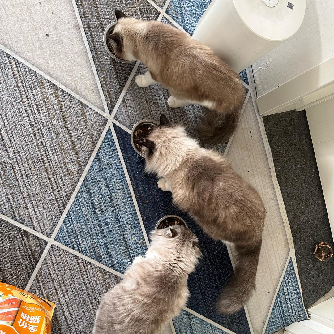 猫咪忠于玉子烧