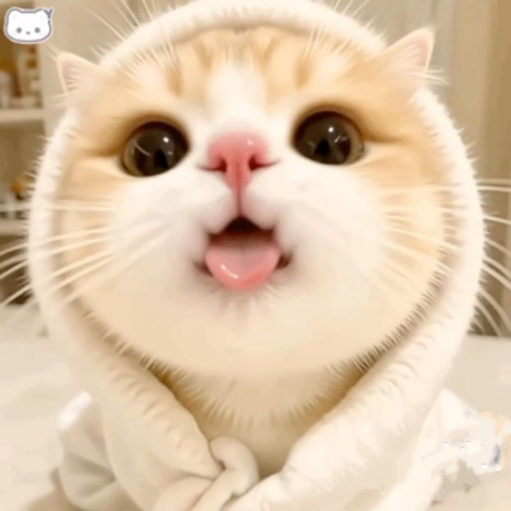 ̑̑ค˒˒喵小喵ฅ🐾