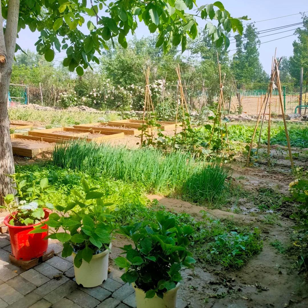果树老师傅