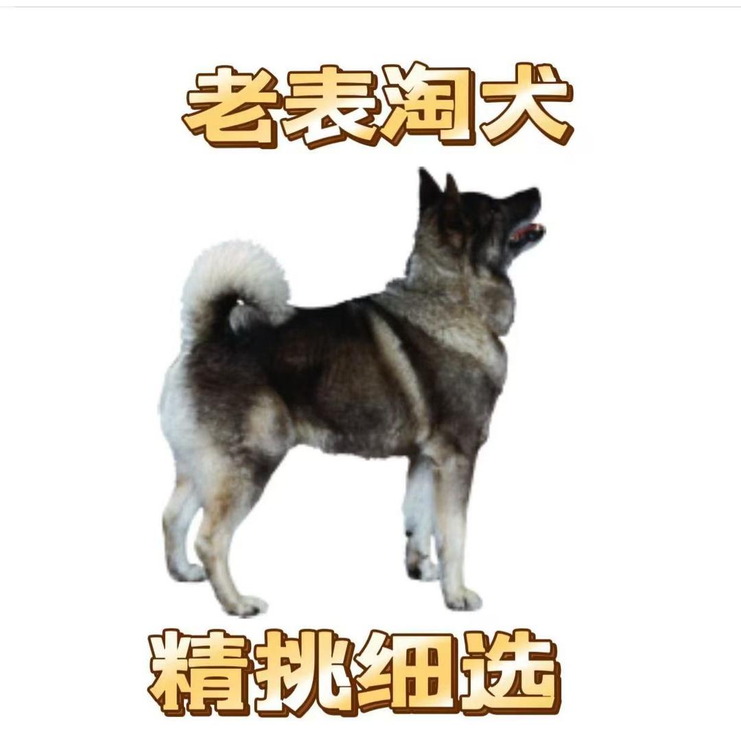 老表带你淘好犬