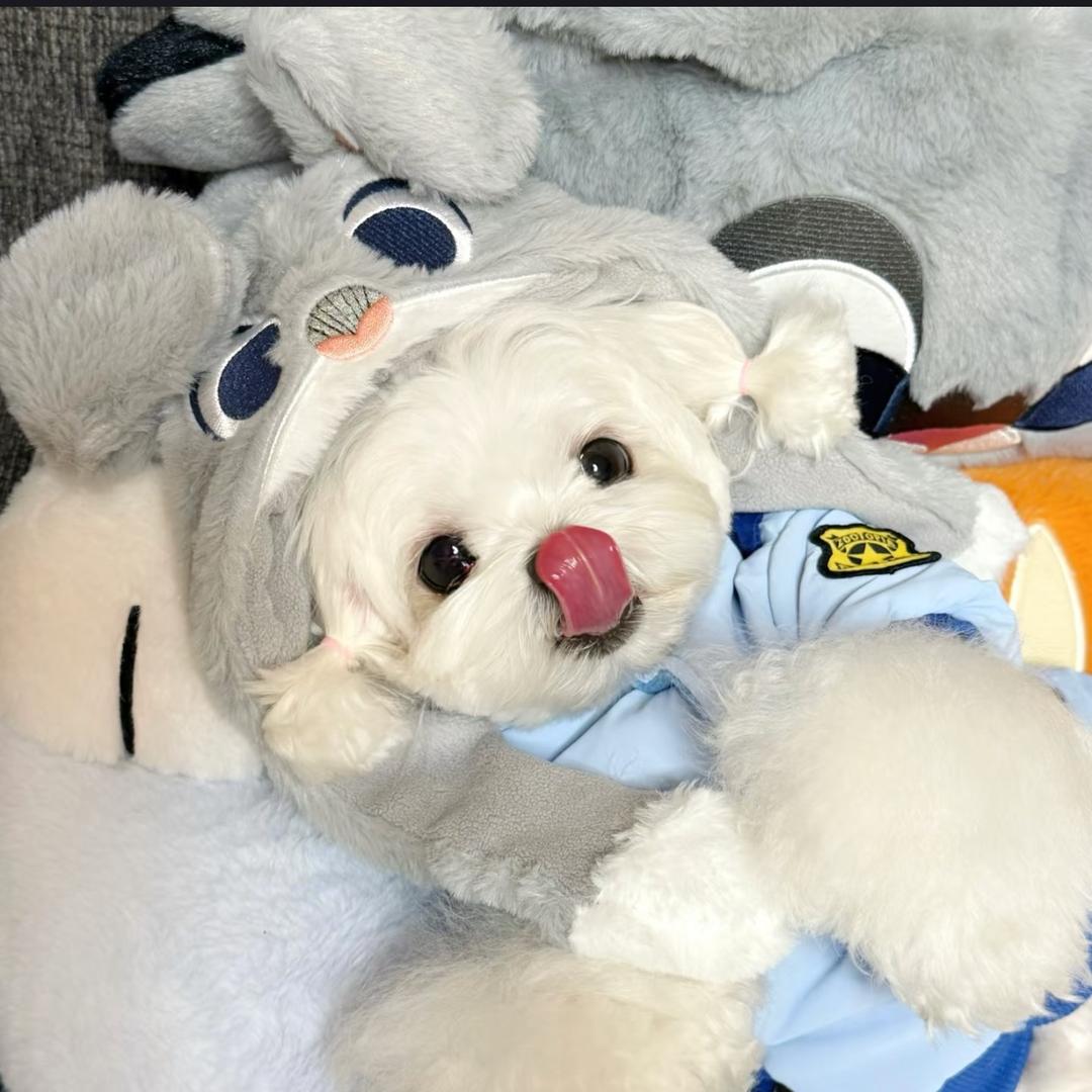 安豬拉卖丸子🍡