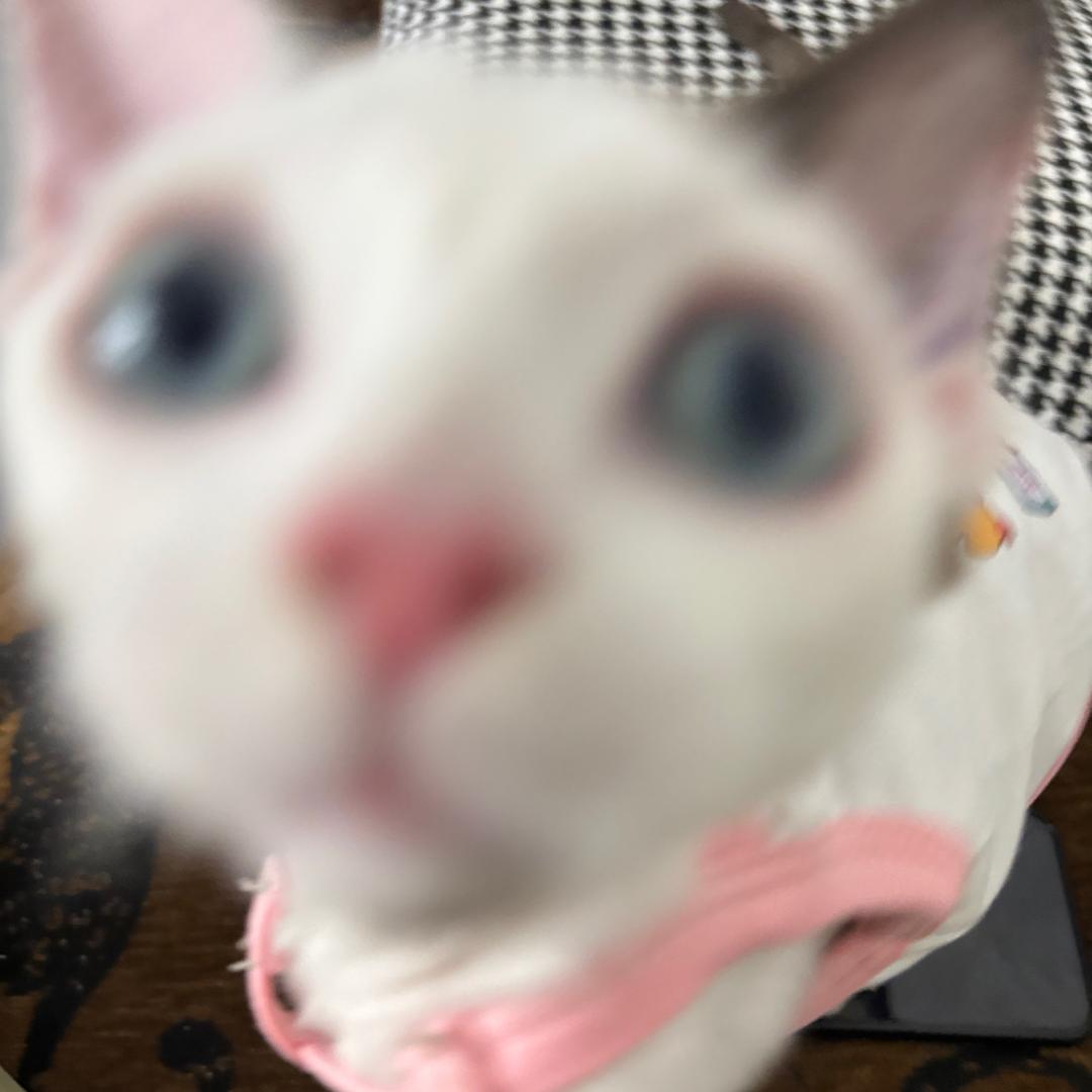 •会飞的🐈