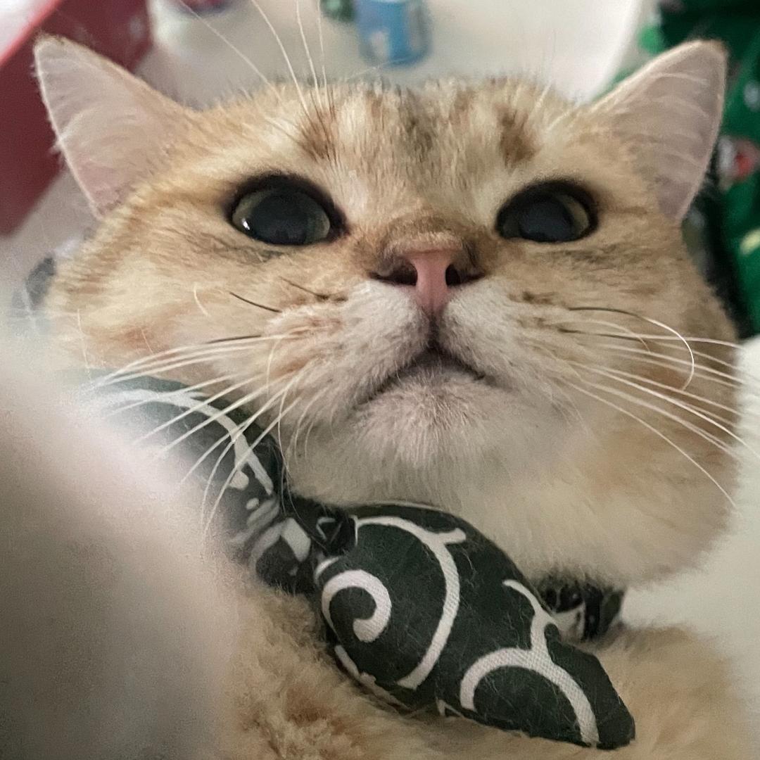 吧唧班班