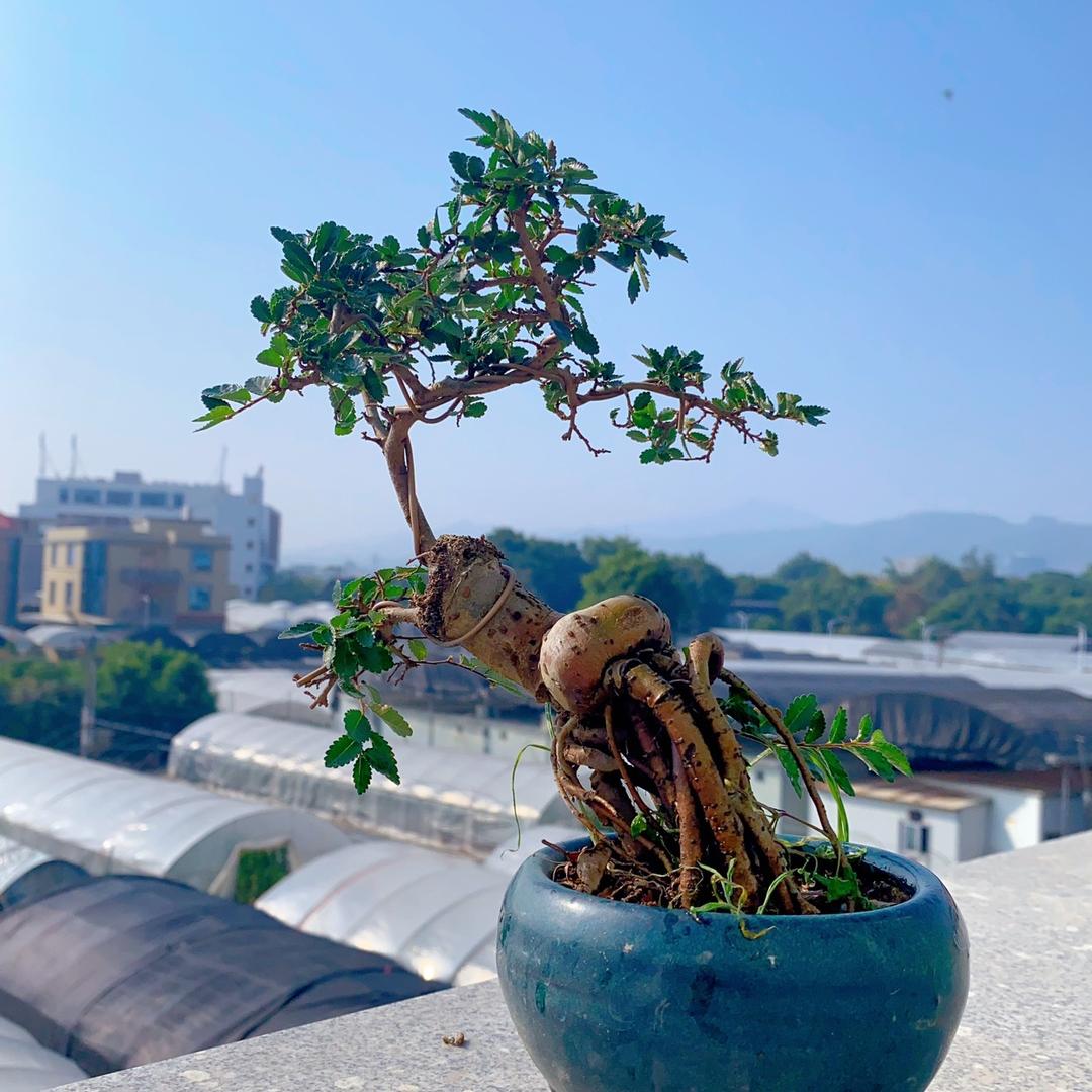 小仙女高端花卉盆景生产基地