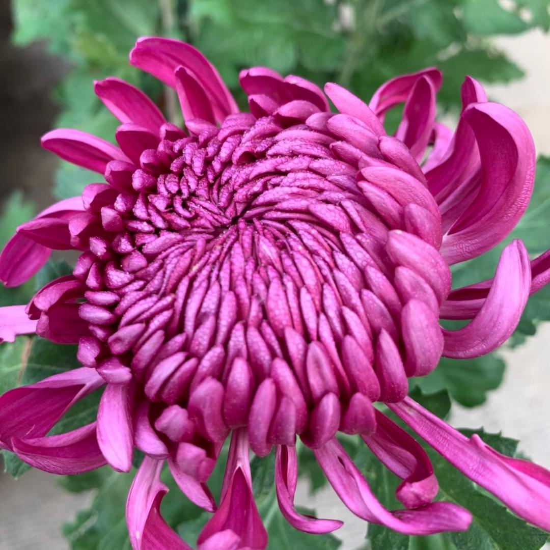 阿明