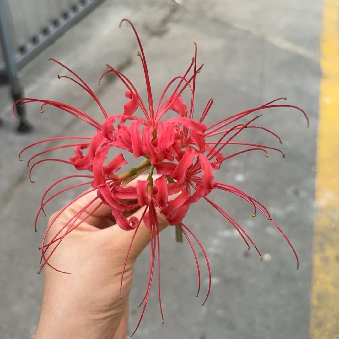 单只蝴蝶🦋🦋