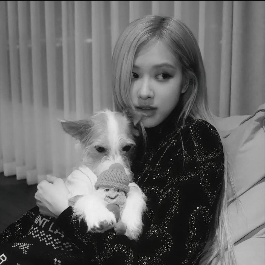 不爱吃鱼的kitty