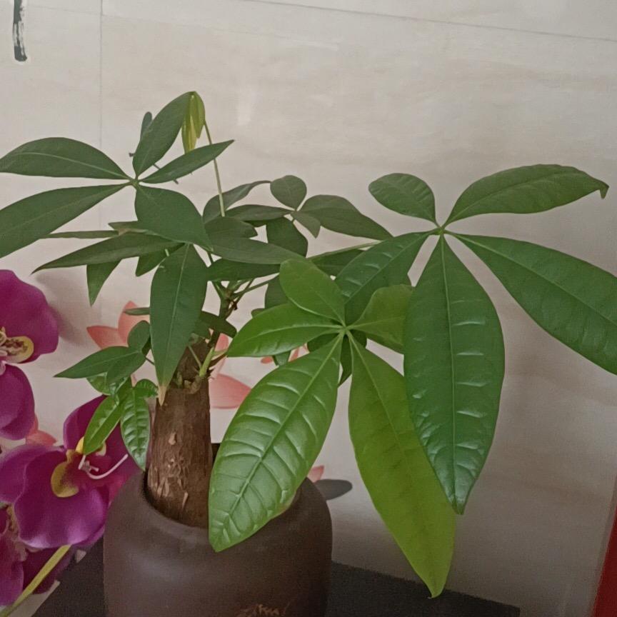 早日美梦成真