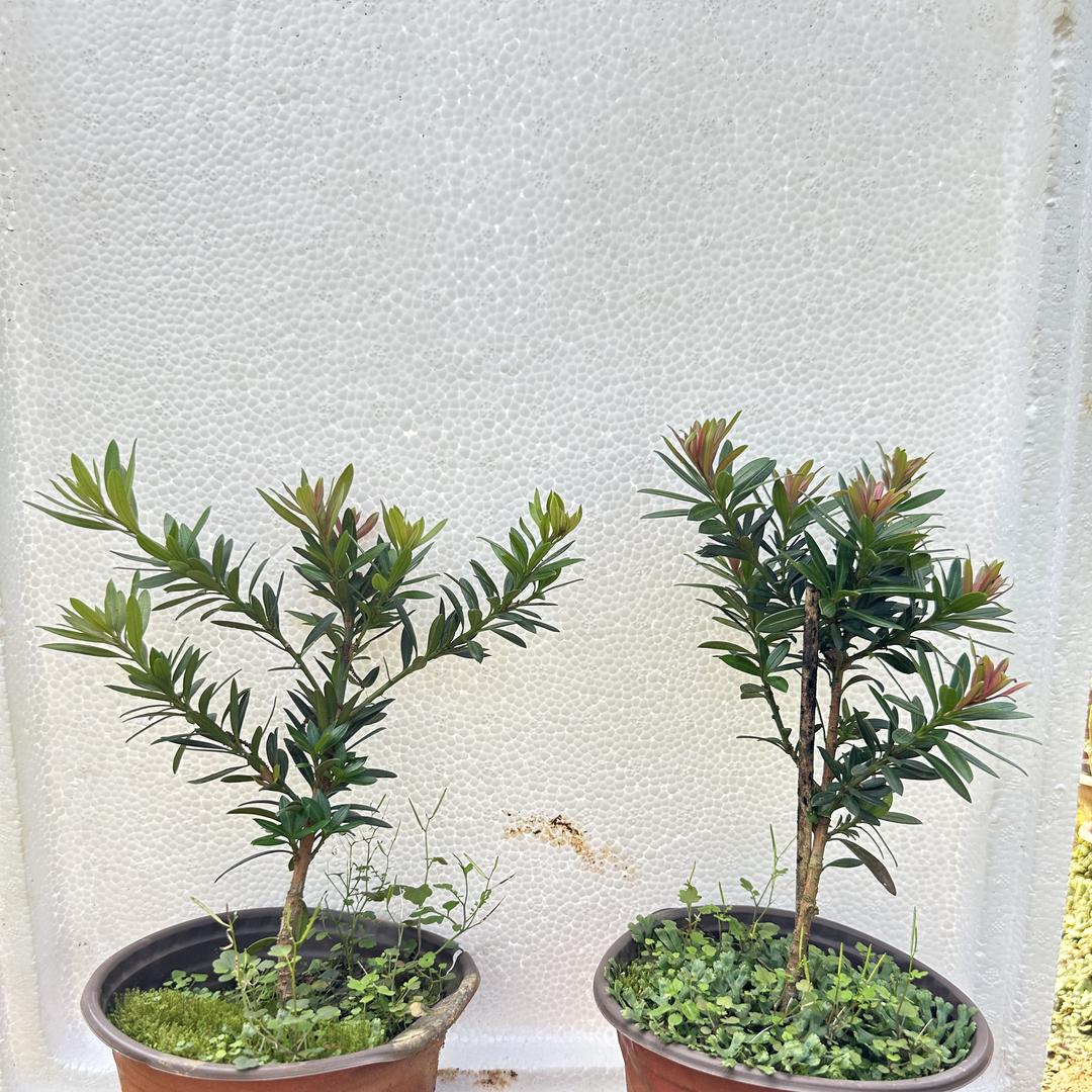 秦宸苗木