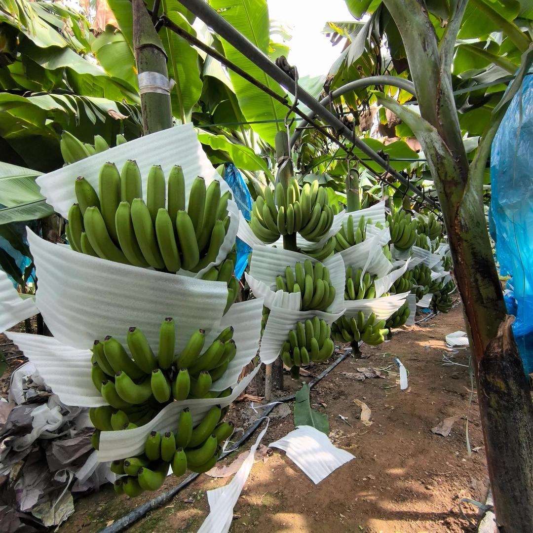 小黄人云南高山香蕉