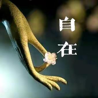禅意人生—柚