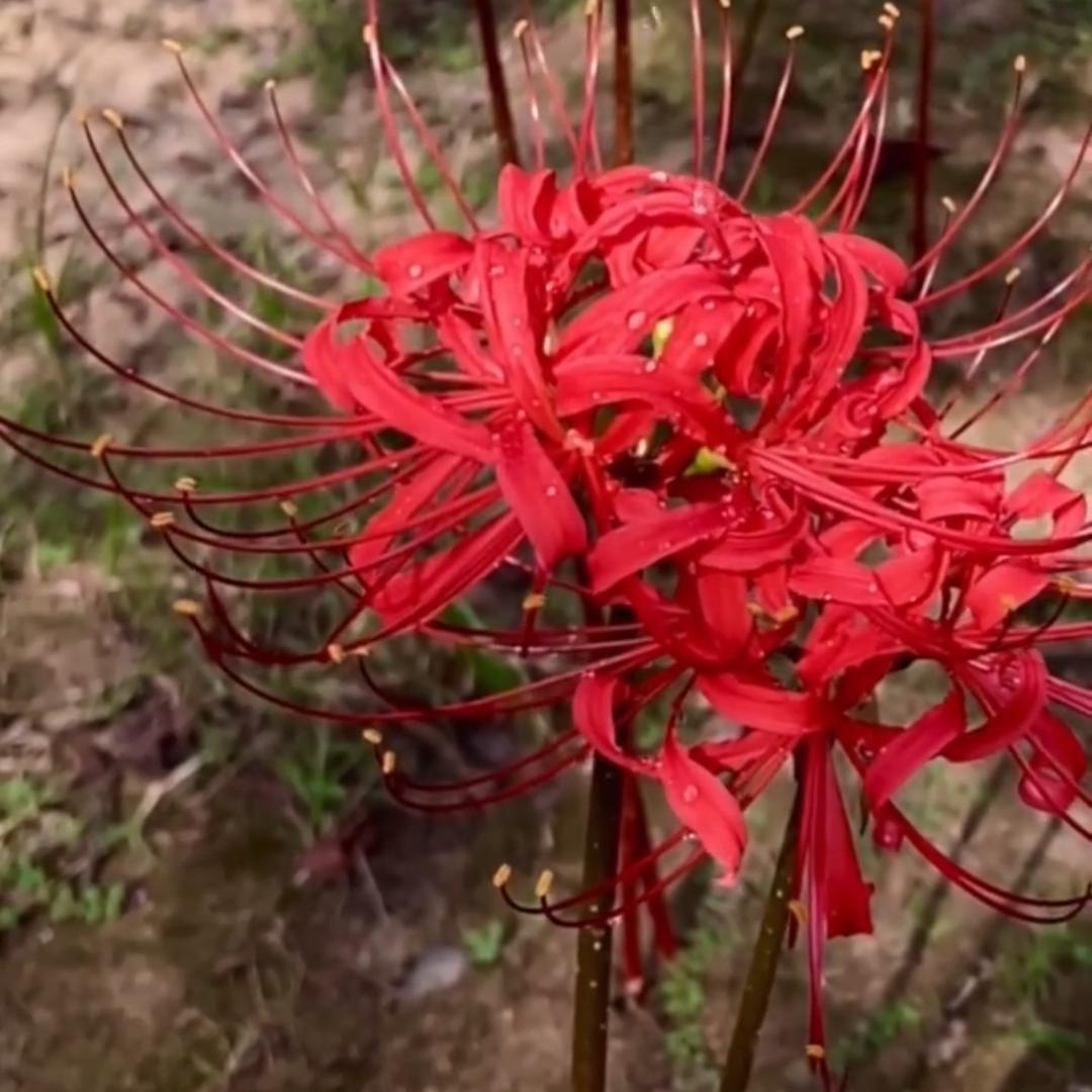 网红鲜花手提袋