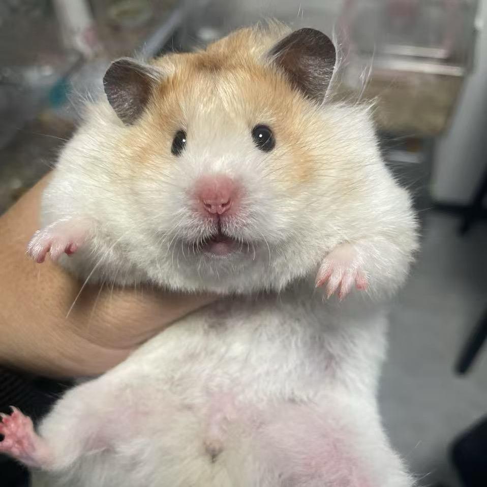 有很多仓鼠的小寒