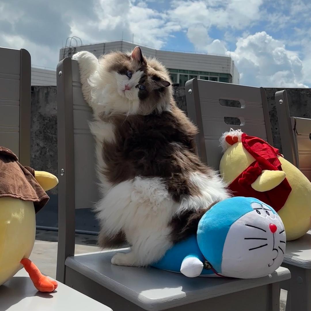 猪咪小布丁丁呀