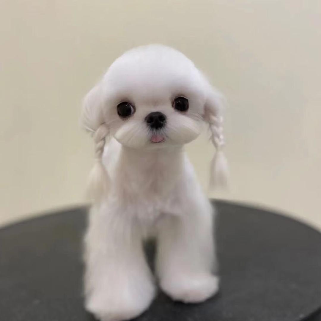 广西中港萌宠
