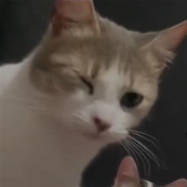 抒述