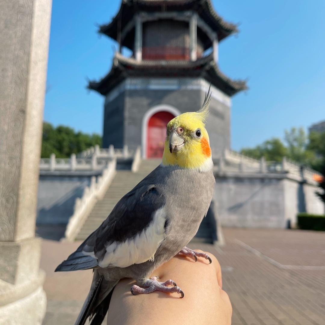 礼子的可乐吖