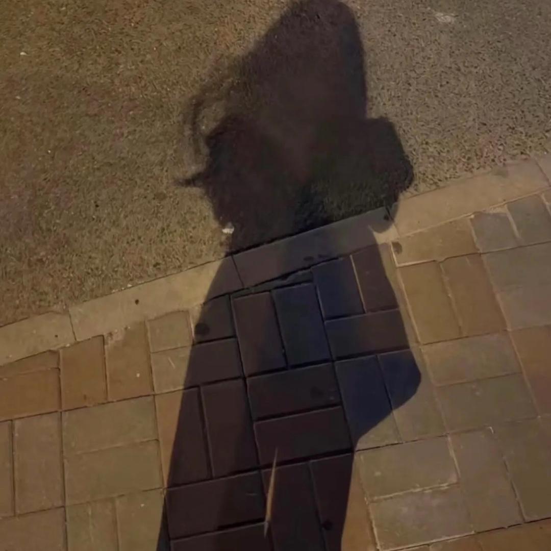 新河苑丁丹