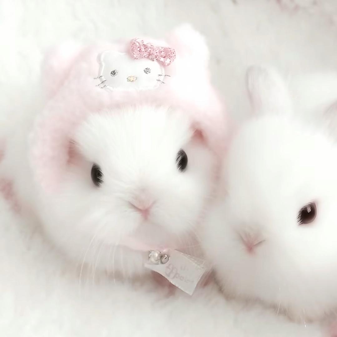 月危犭句
