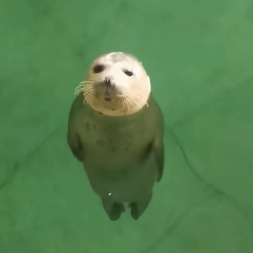 houyia（见过王源版）