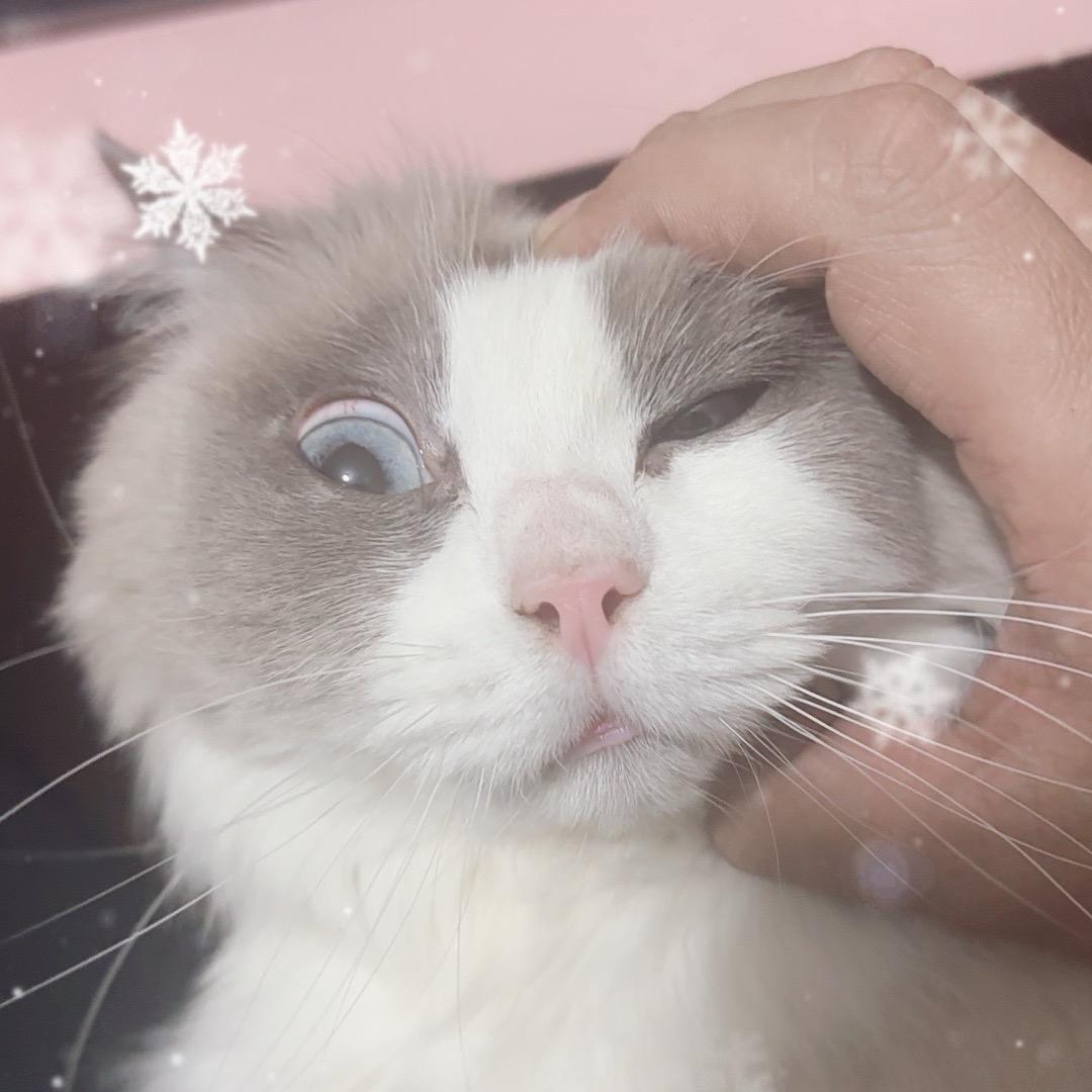 胖叔