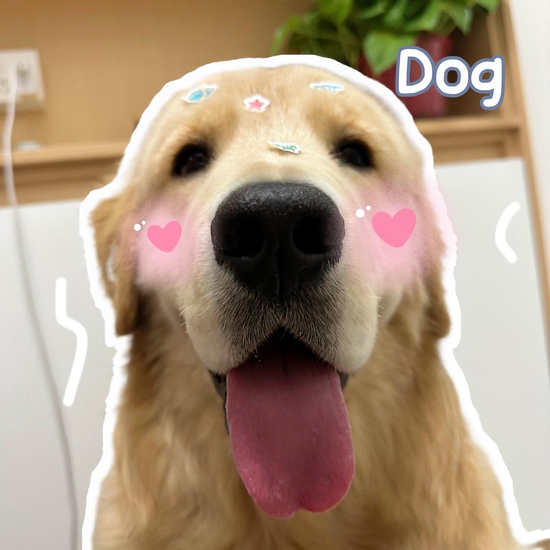 遛遛大顺🐶