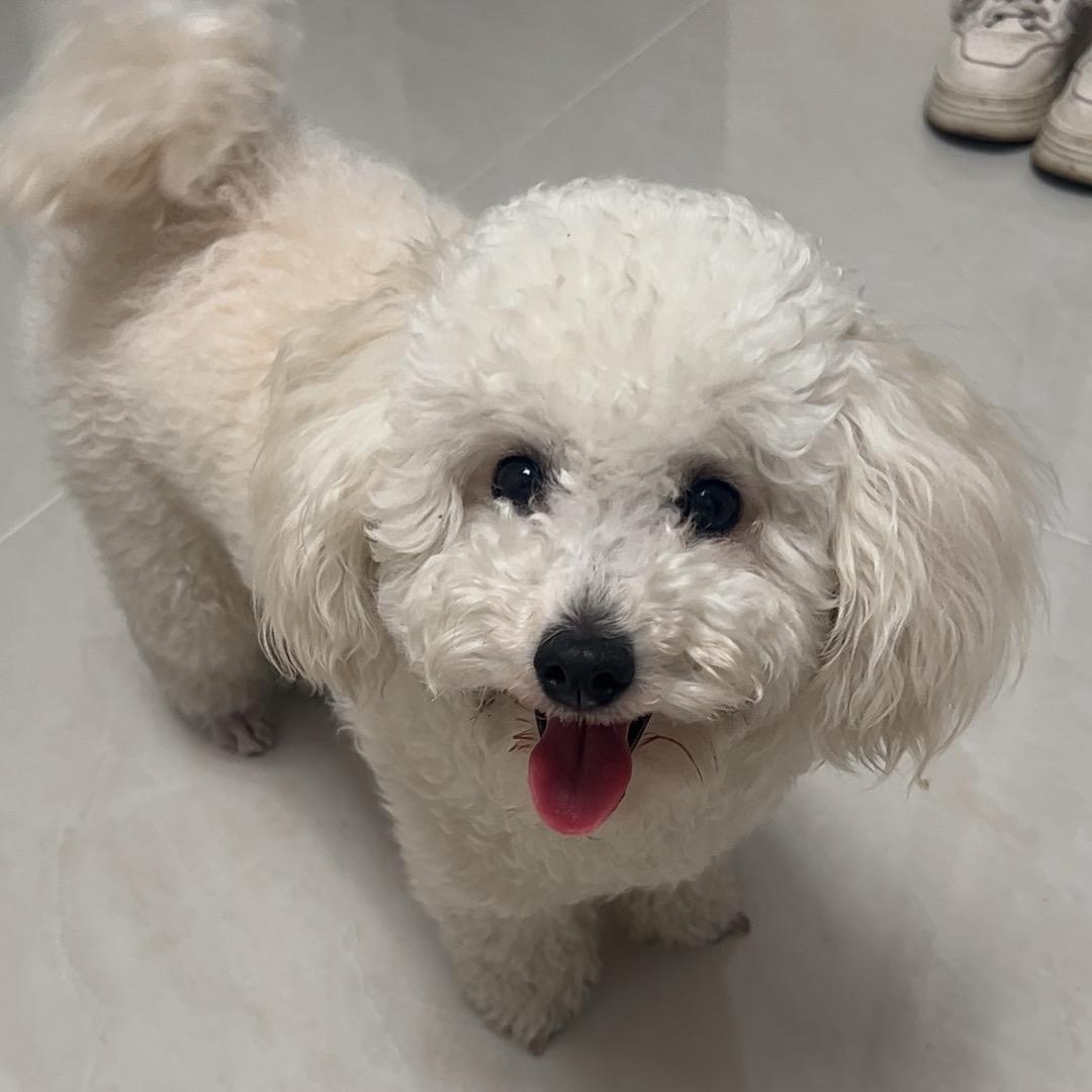 米米是个小比熊