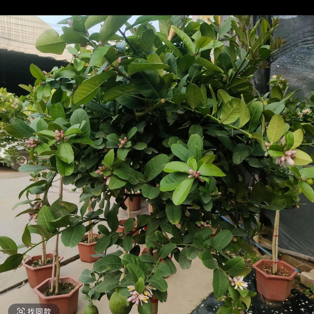 鼎盛达花木苑