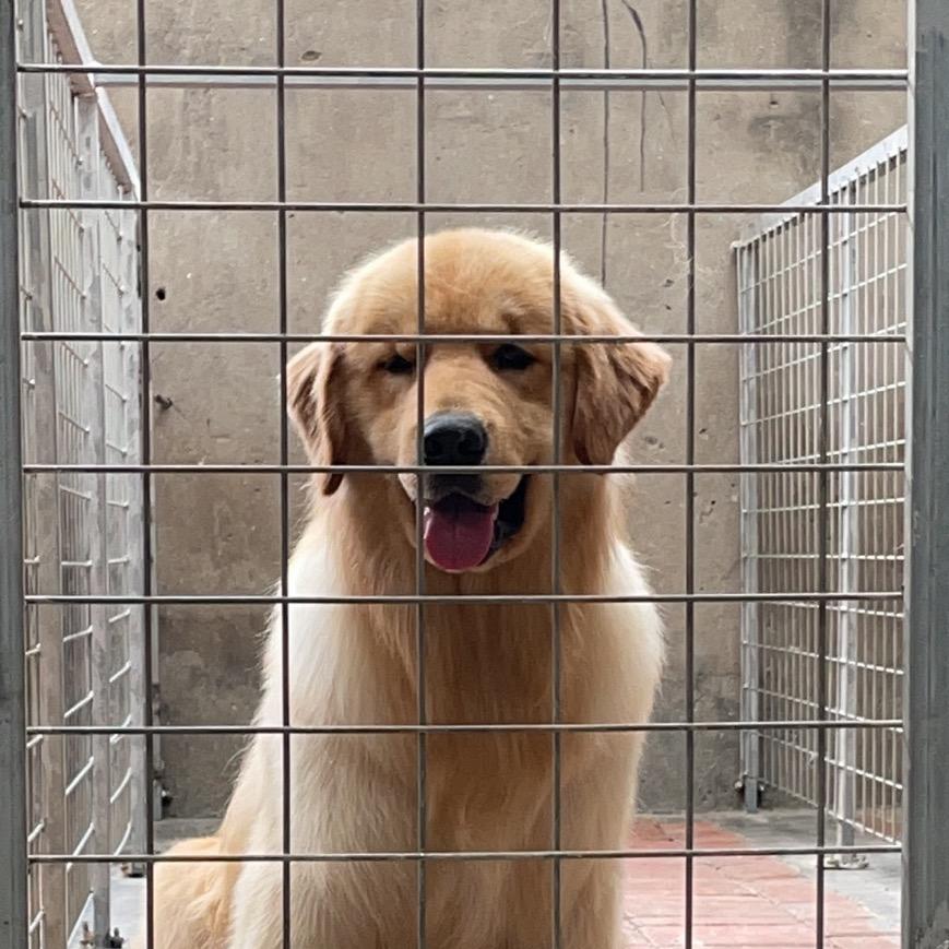 郑州金色飞羽犬舍