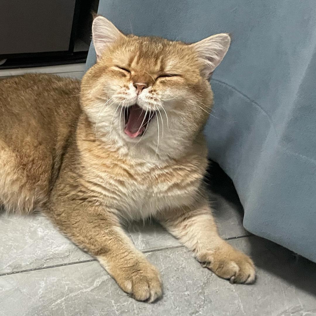 小猫恭喜