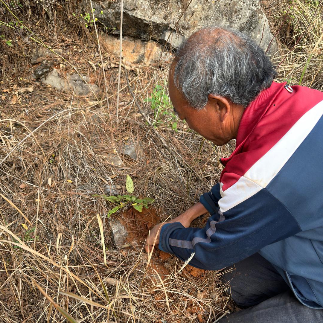 三哥教您识百草（小号）