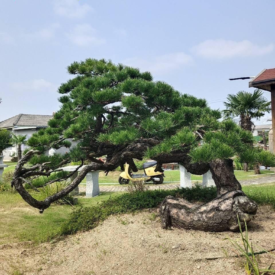 小聂的园艺生活