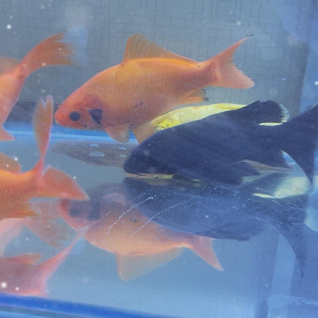 爱家水族馆