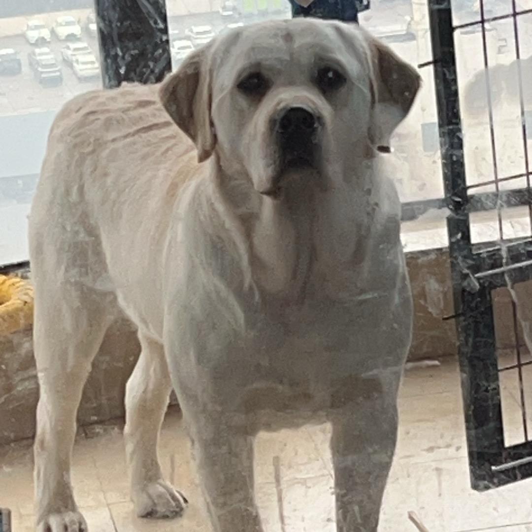 E70不是拉不拉猪