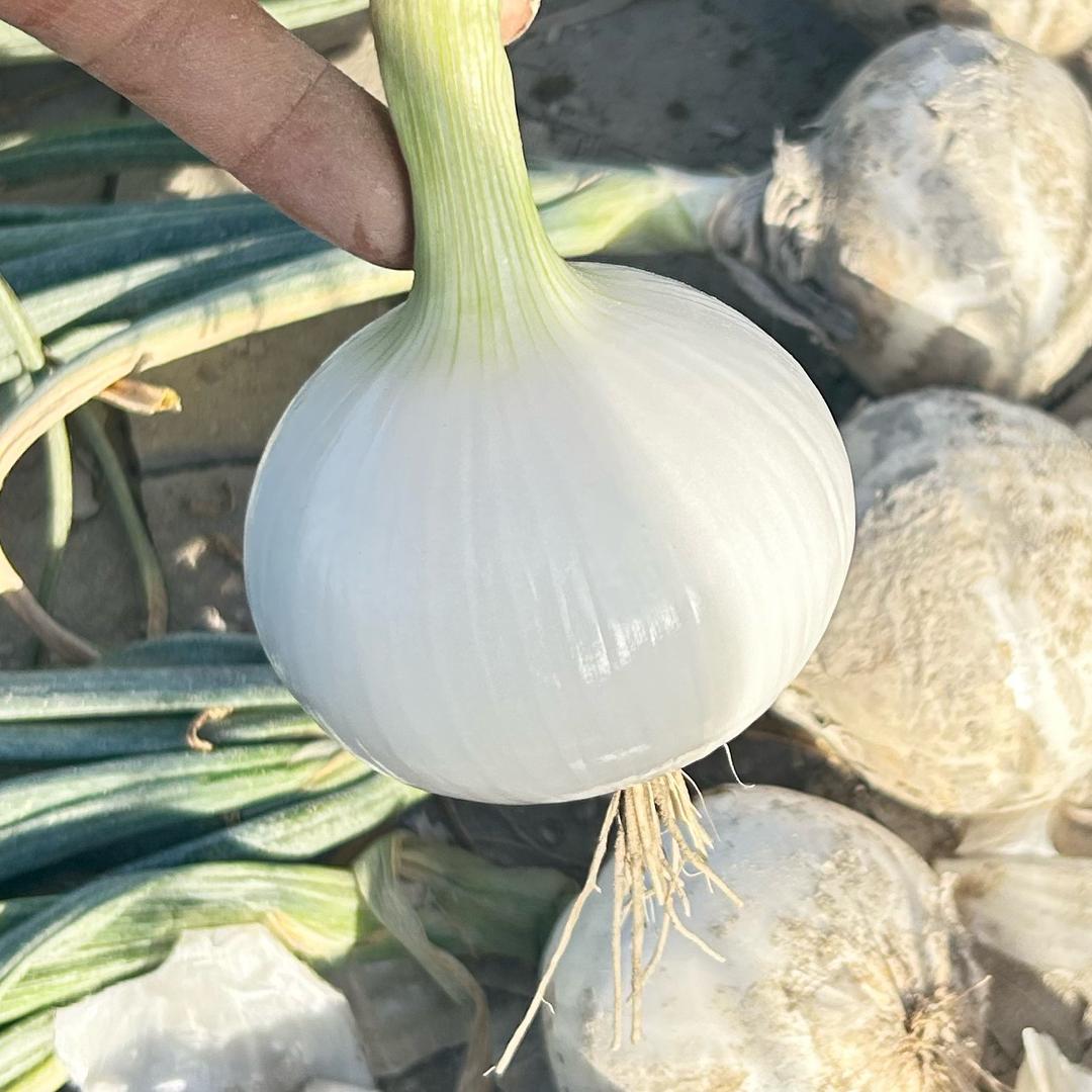 洋葱专业