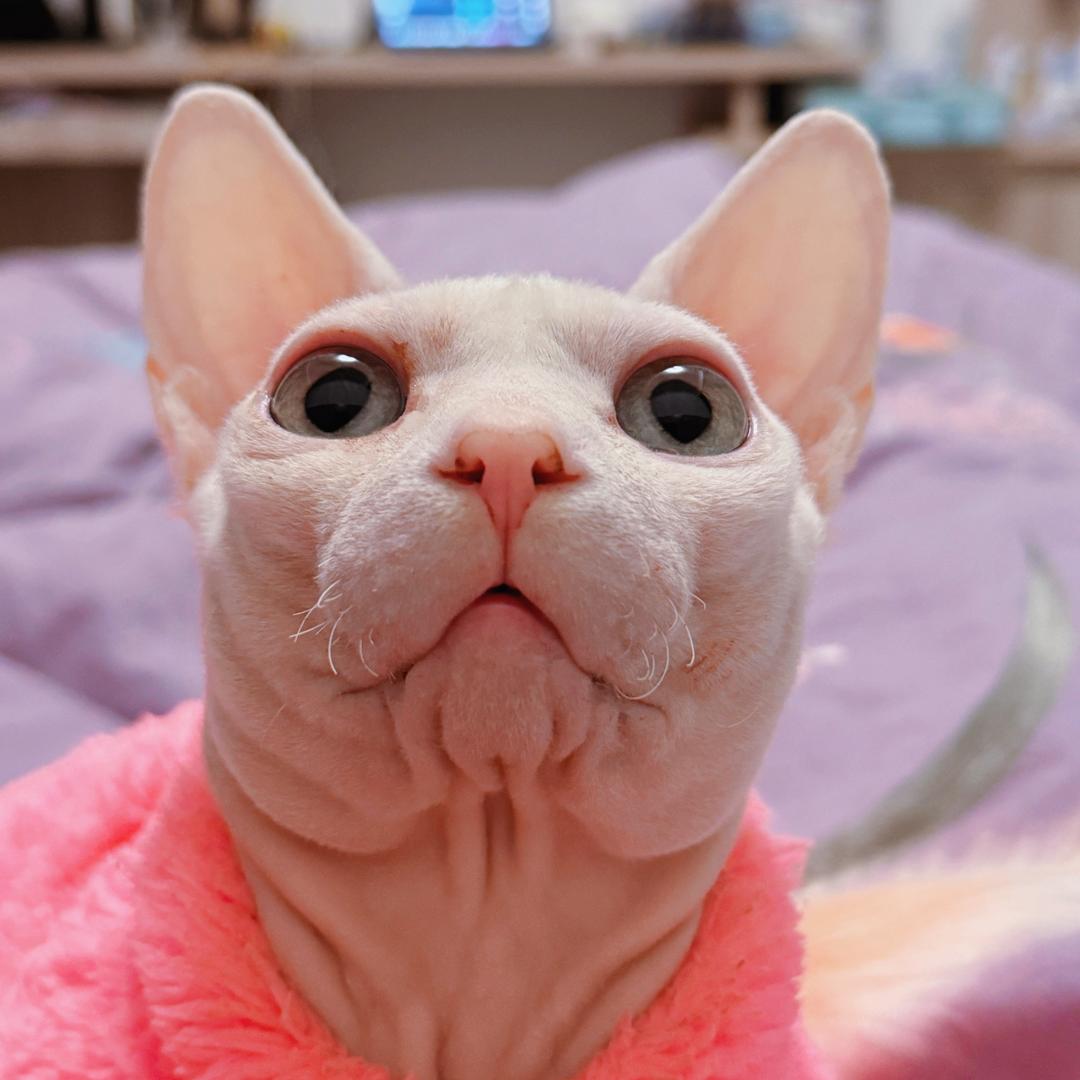 岑哥有时候也非常无奈