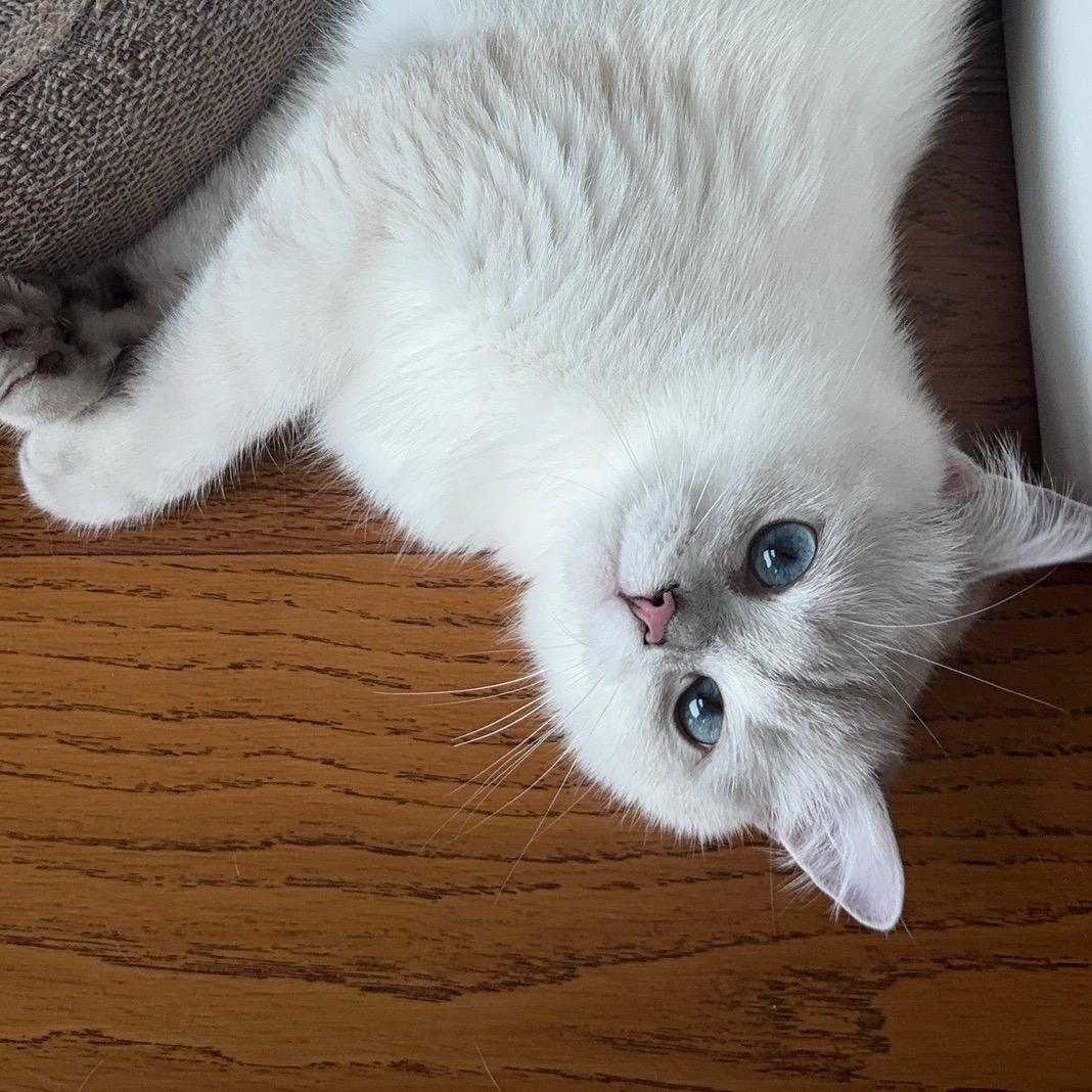 🥺