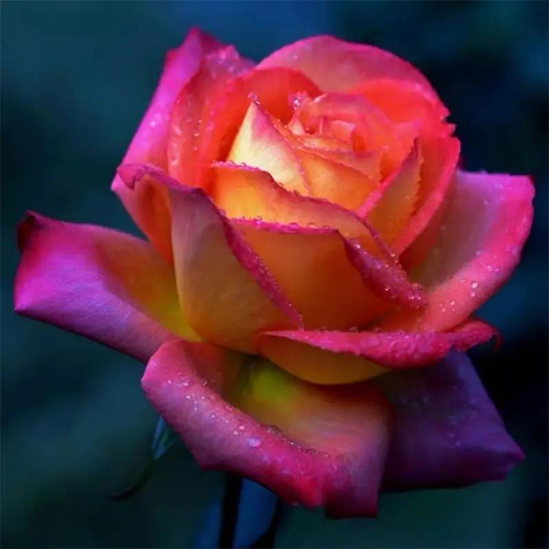 云南玫瑰花苗种植基地