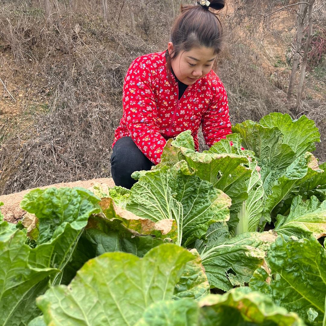 乡村林林
