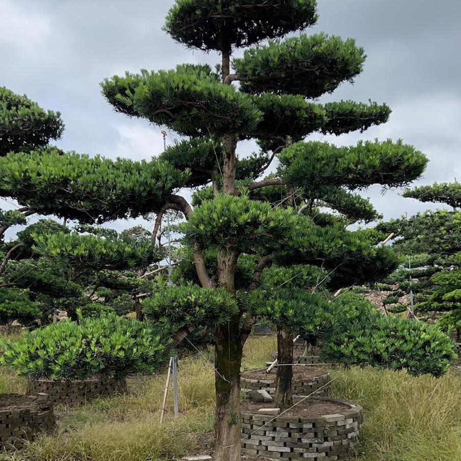 壹家园林
