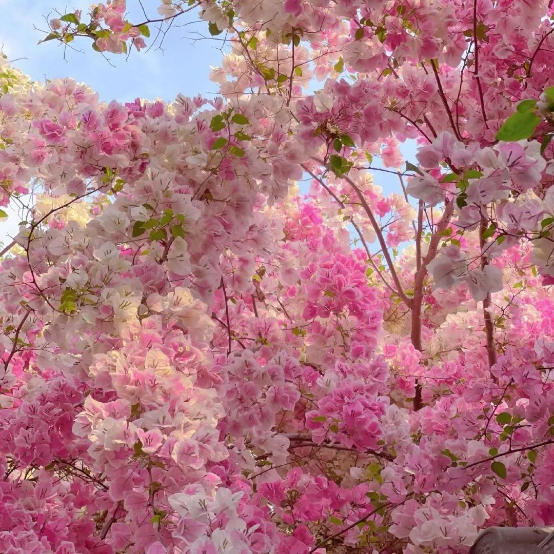 植觉花卉（三角梅）