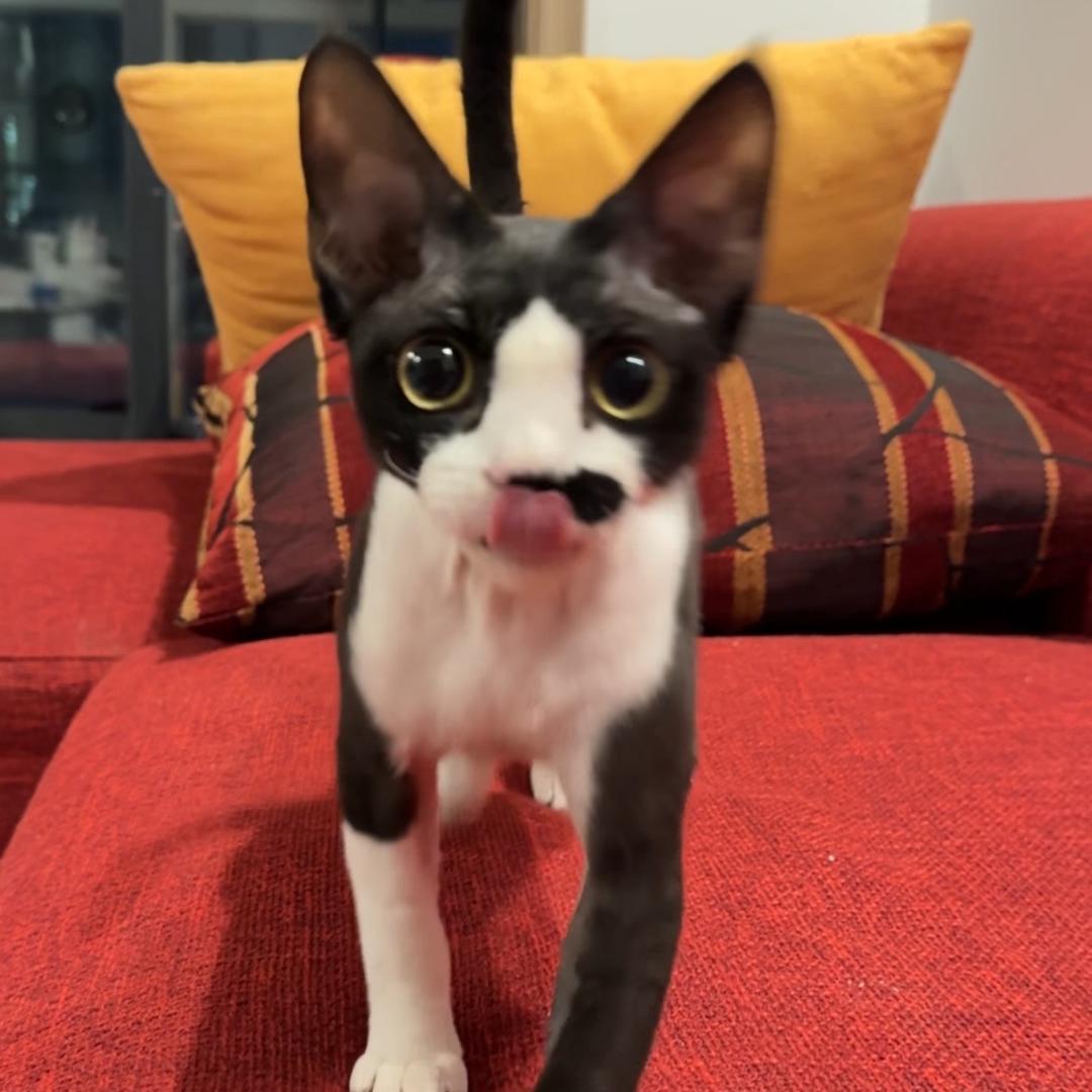 兜兜和他叛逆的爹