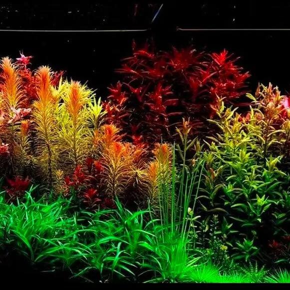 三水草场