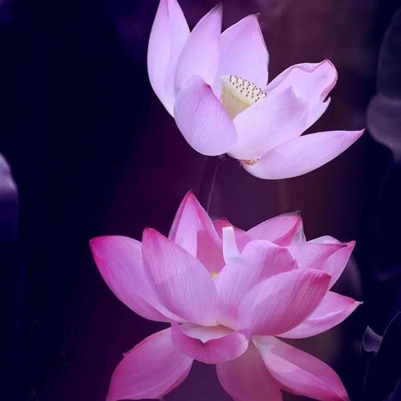 一朵美莲花