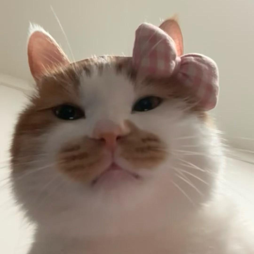 粥粥的抖音