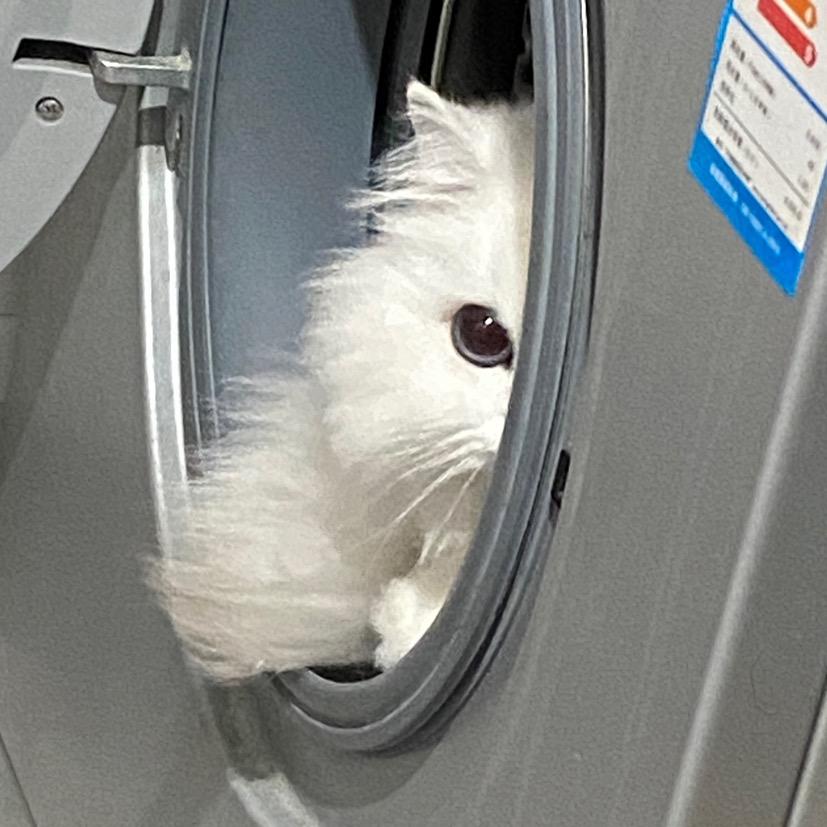 小霸王其乐无穷