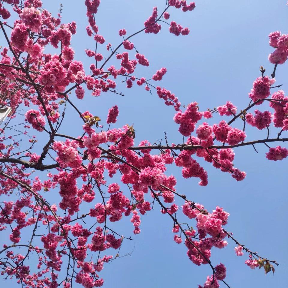 明天