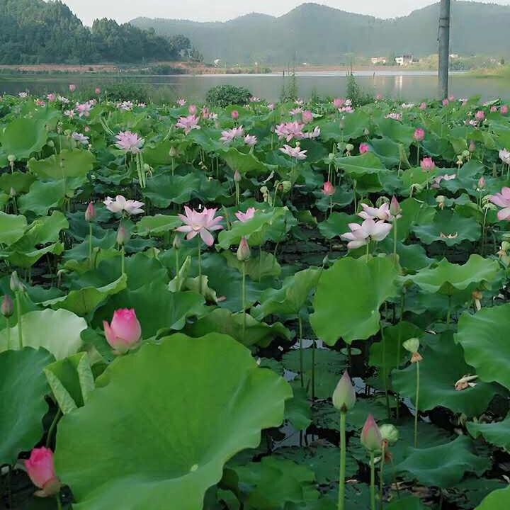 人生没如果