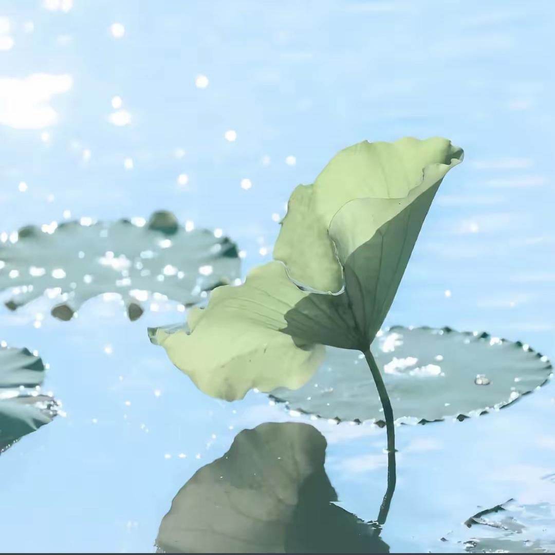 人间蜉蝣